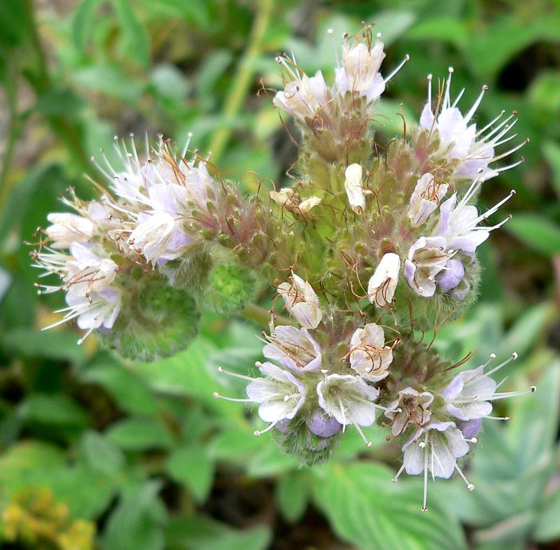 Sanddune Phacelia