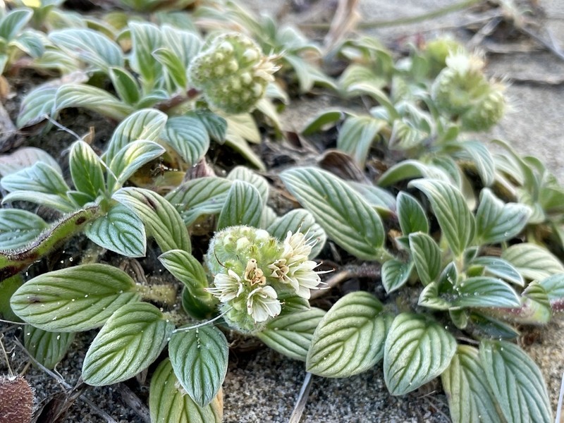 Sanddune Phacelia photo 2
