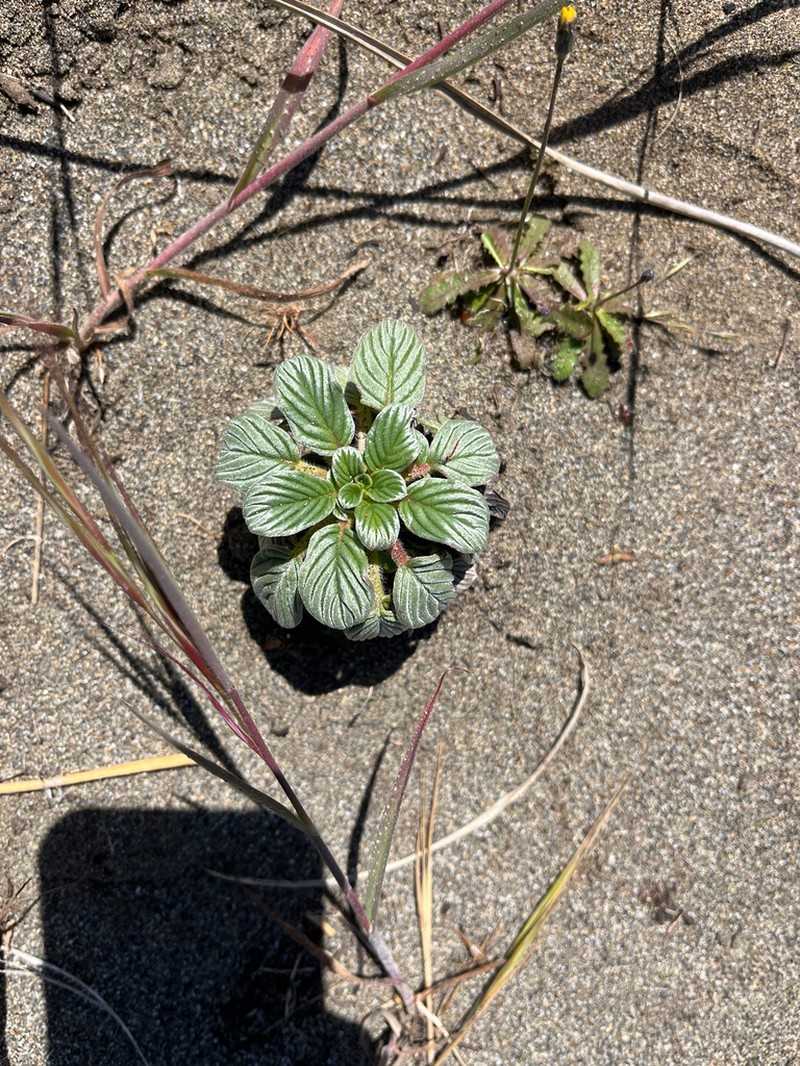 Sanddune Phacelia photo 3