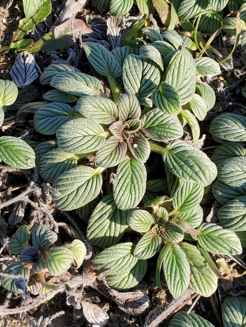 Sanddune Phacelia photo 4