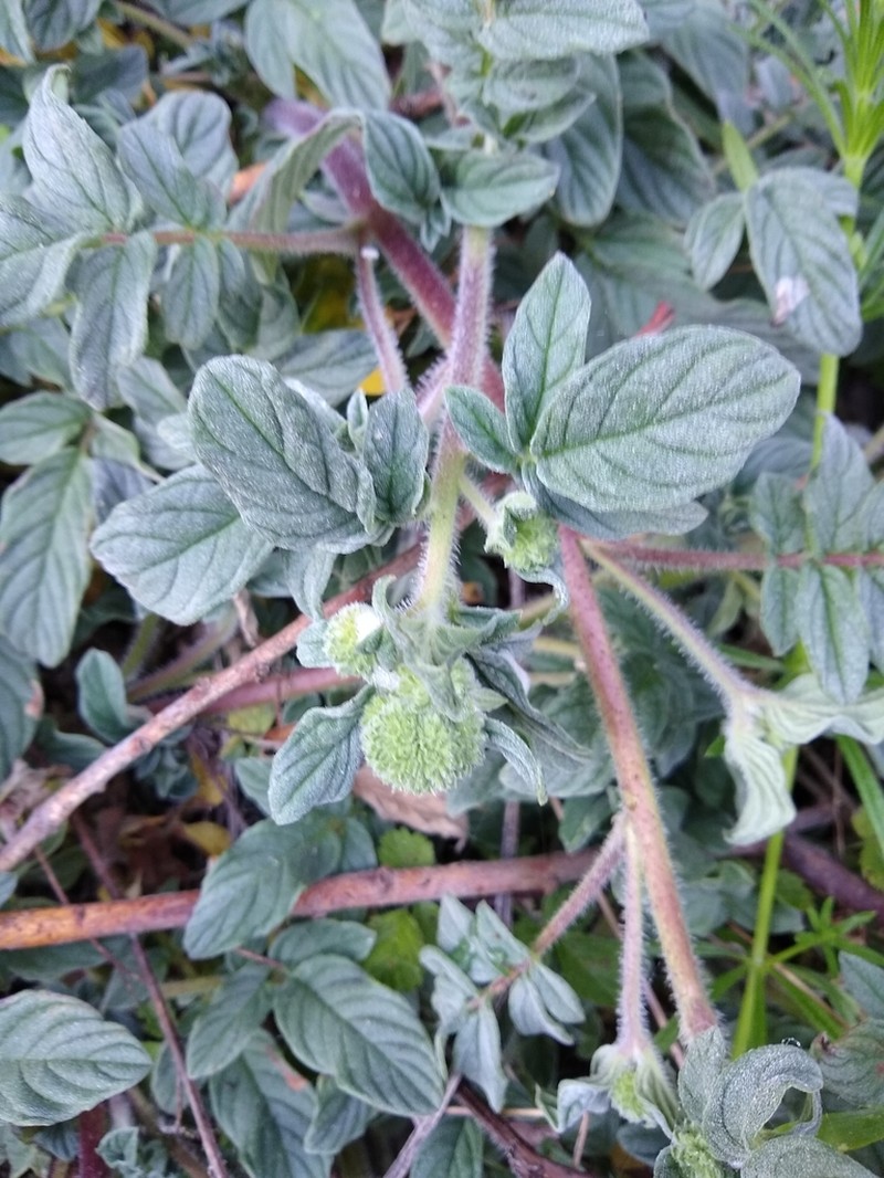 Sanddune Phacelia photo 6