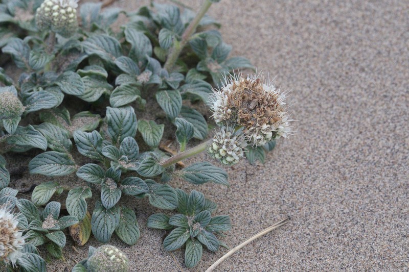 Sanddune Phacelia photo 7
