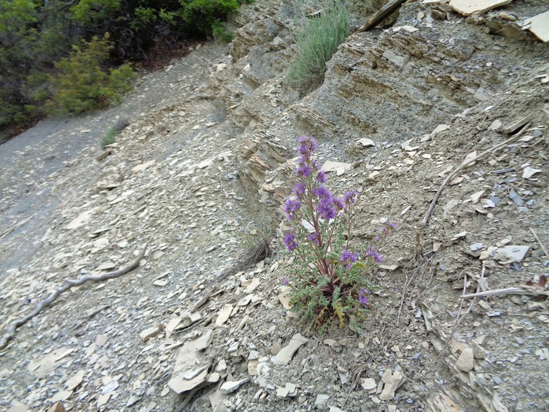 Attwood's Phacelia photo 2