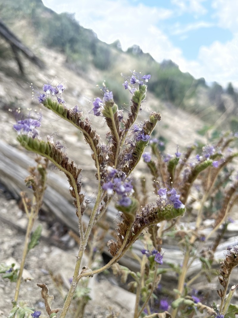 Attwood's Phacelia photo 4