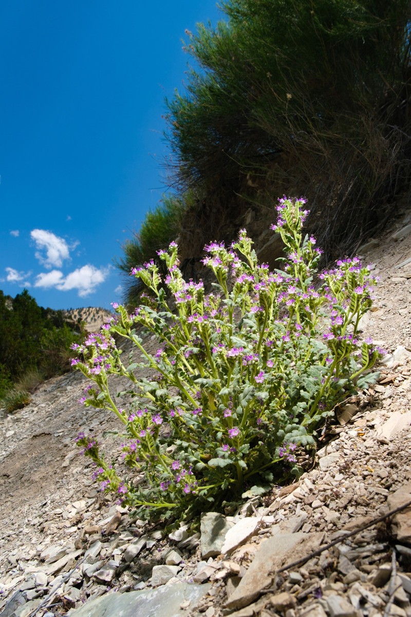 Phacelia argylensis