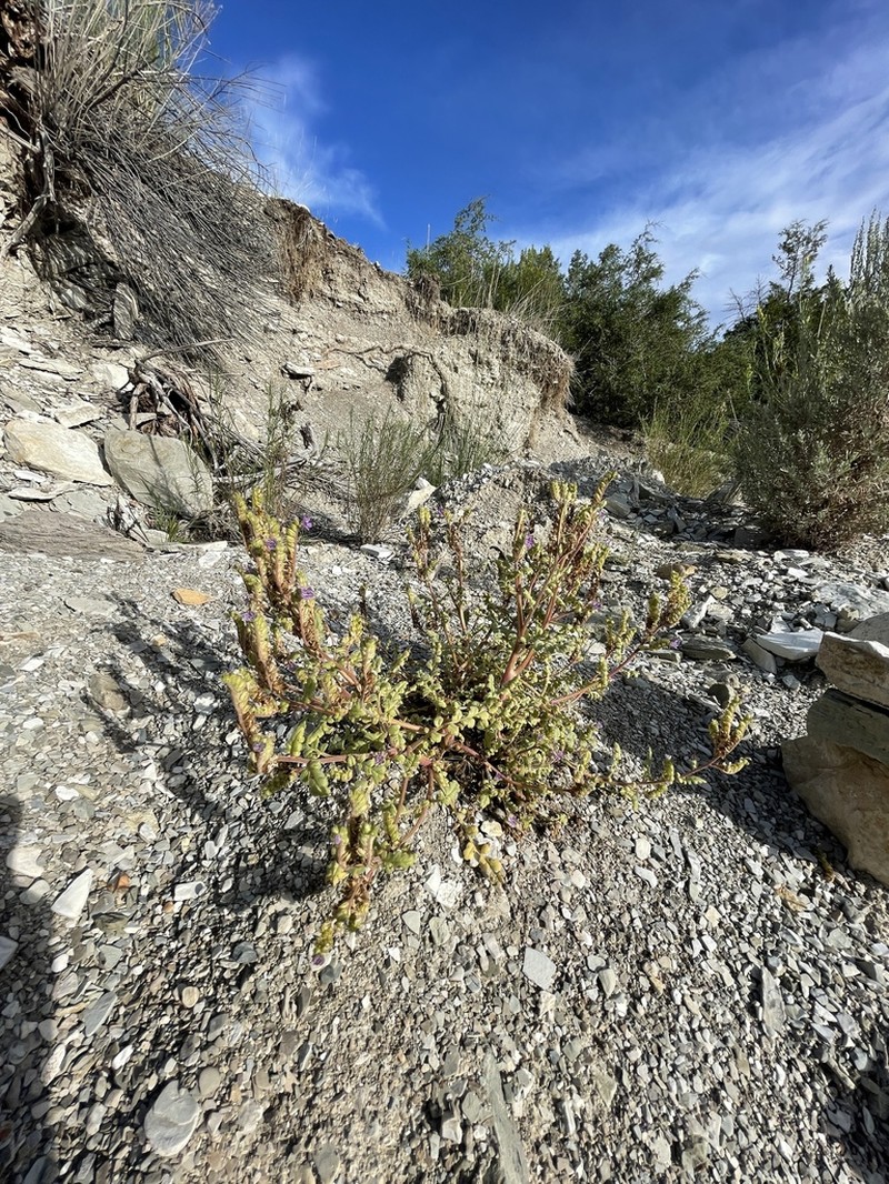 Phacelia argylensis photo 2