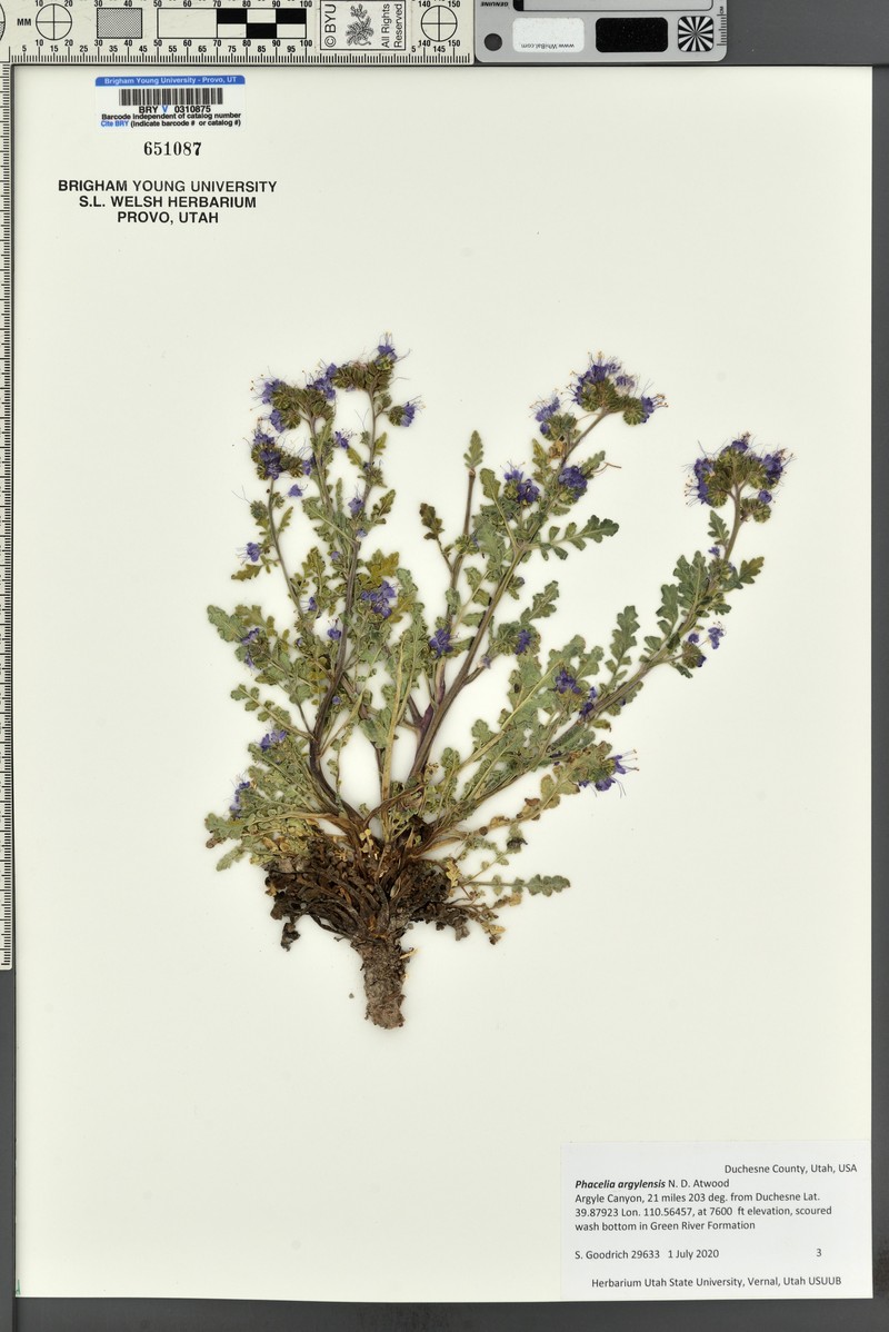 Phacelia argylensis photo 5