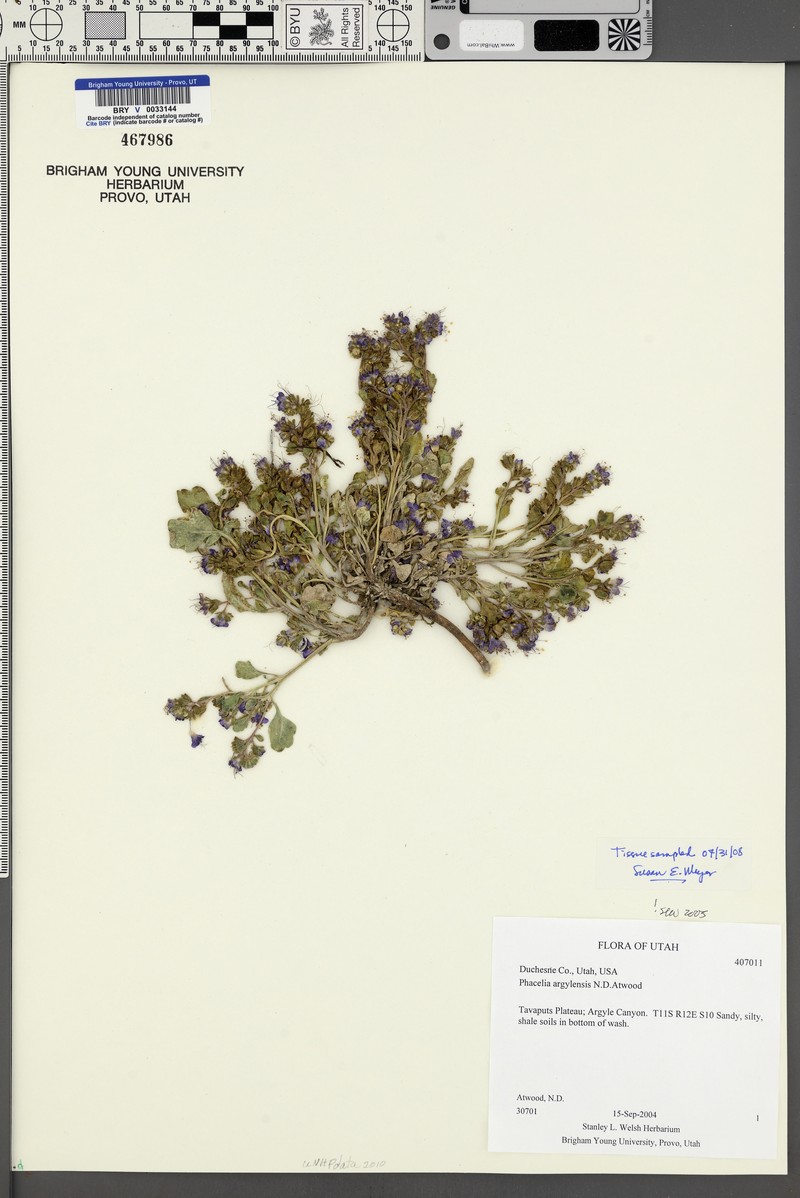 Phacelia argylensis photo 6