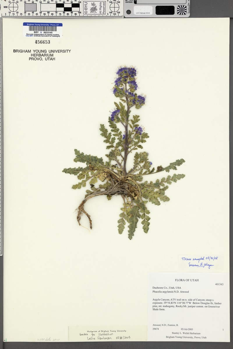 Phacelia argylensis photo 7