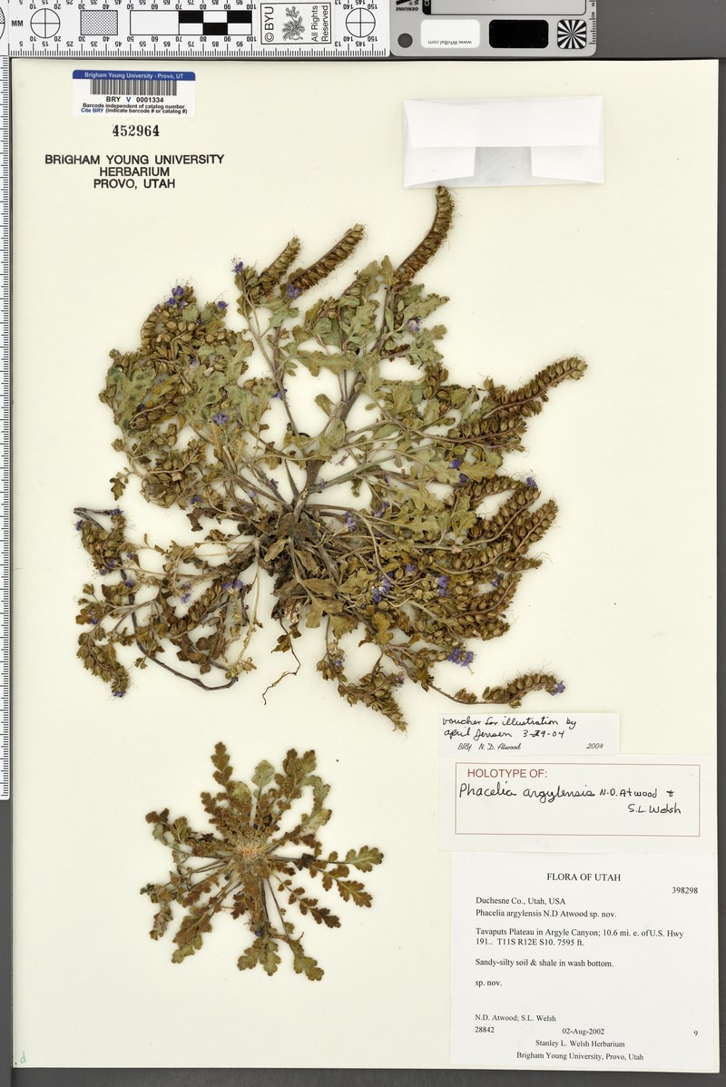 Phacelia argylensis photo 8
