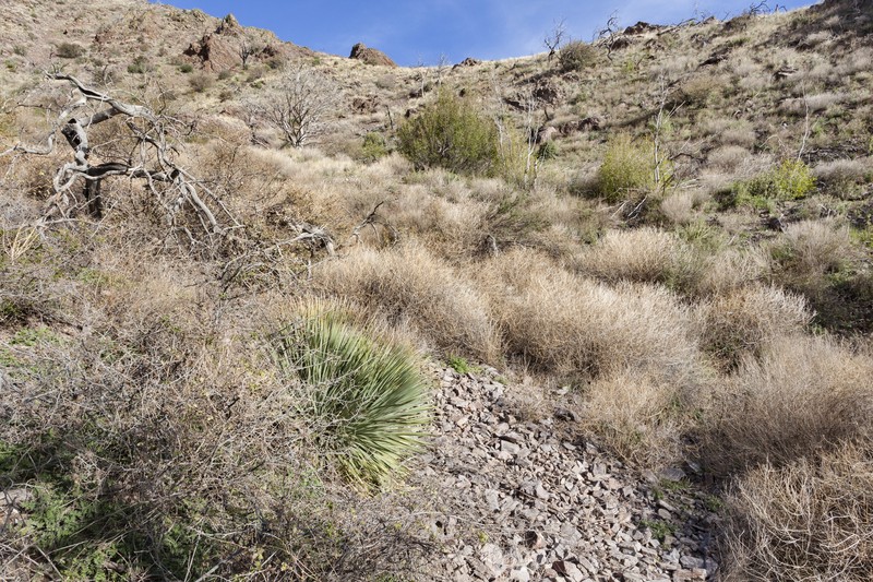Arizona Phacelia photo 2