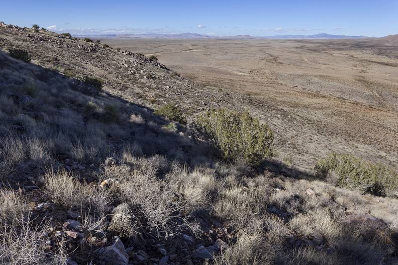 Arizona Phacelia photo 3