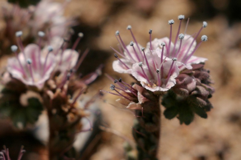 Arizona Phacelia photo 4