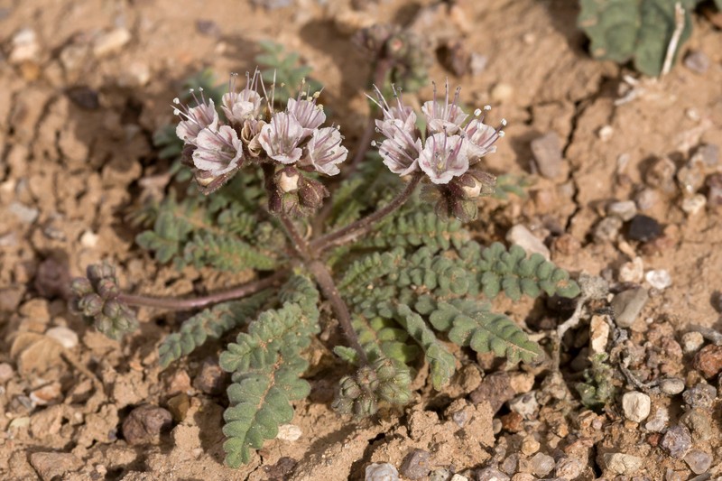 Arizona Phacelia
