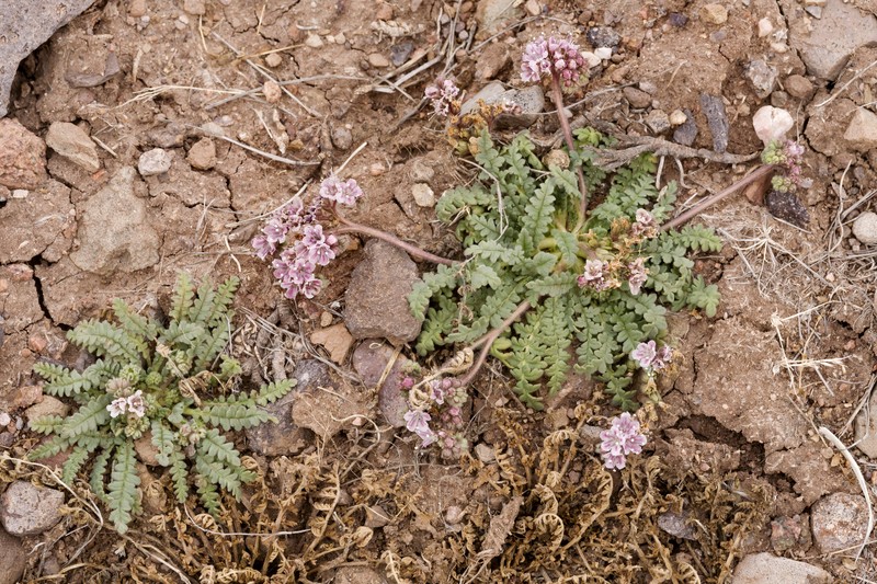 Arizona Phacelia photo 5