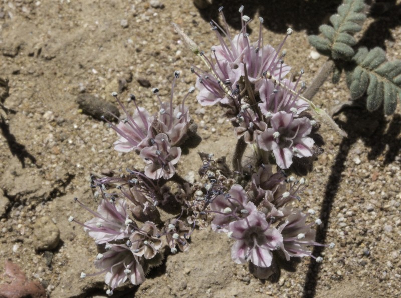 Arizona Phacelia