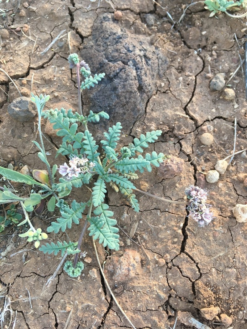 Arizona Phacelia photo 2