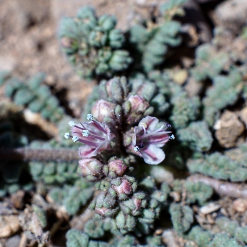 Arizona Phacelia photo 3