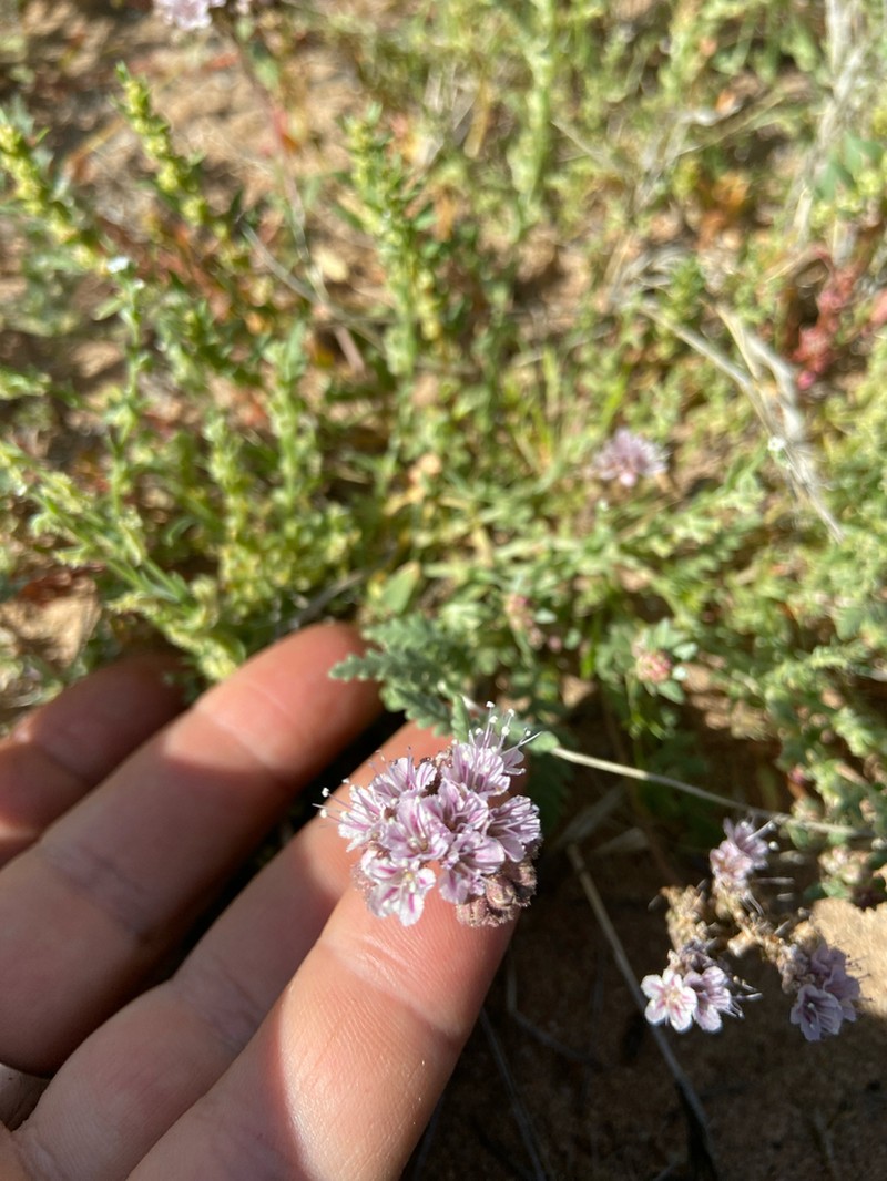 Arizona Phacelia photo 4