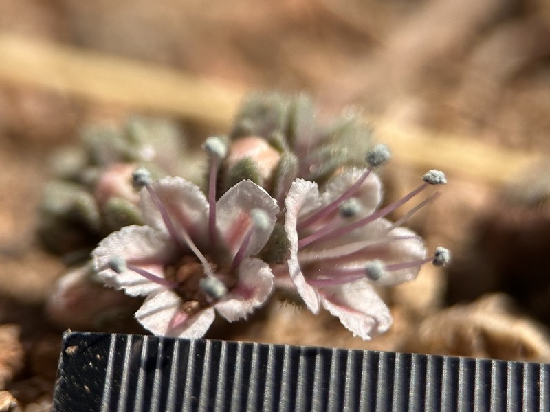 Arizona Phacelia photo 5
