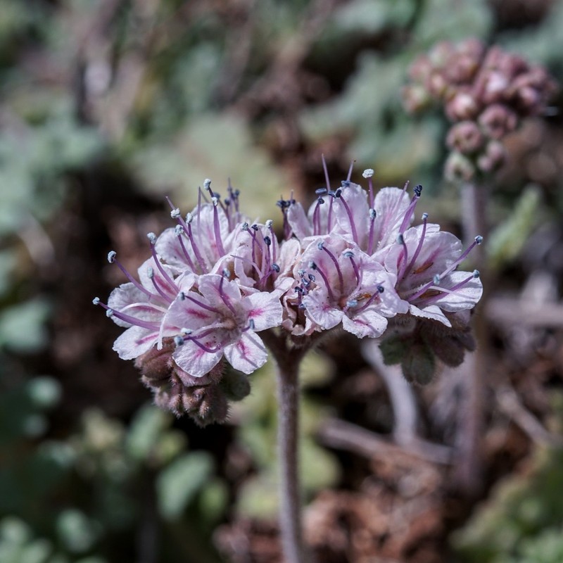 Arizona Phacelia photo 6