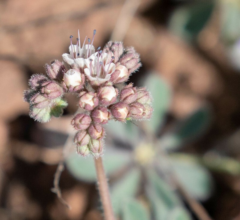 Arizona Phacelia photo 7
