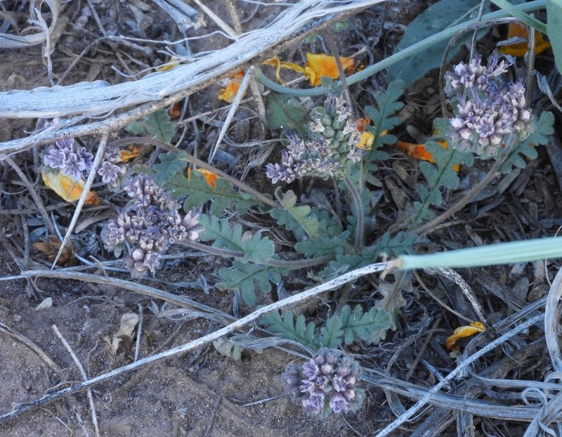 Arizona Phacelia photo 8