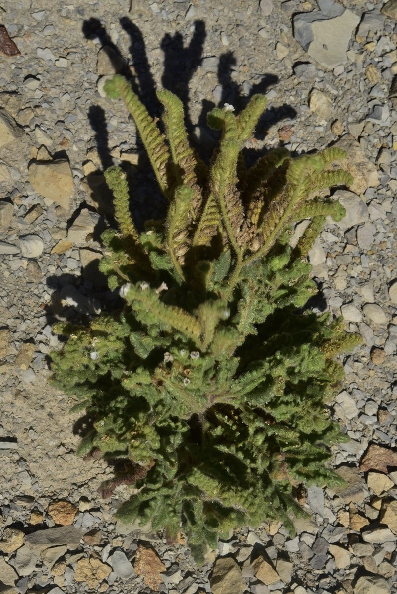 Phacelia artemisioides
