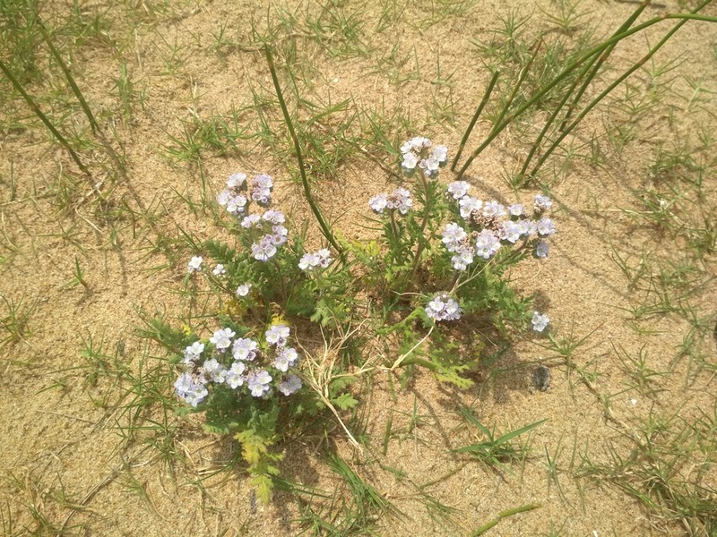 Phacelia artemisioides photo 2