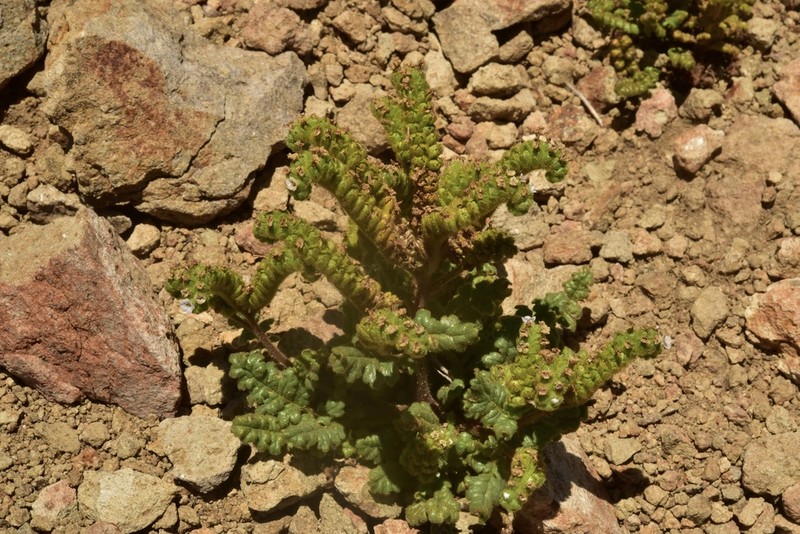 Phacelia artemisioides photo 3
