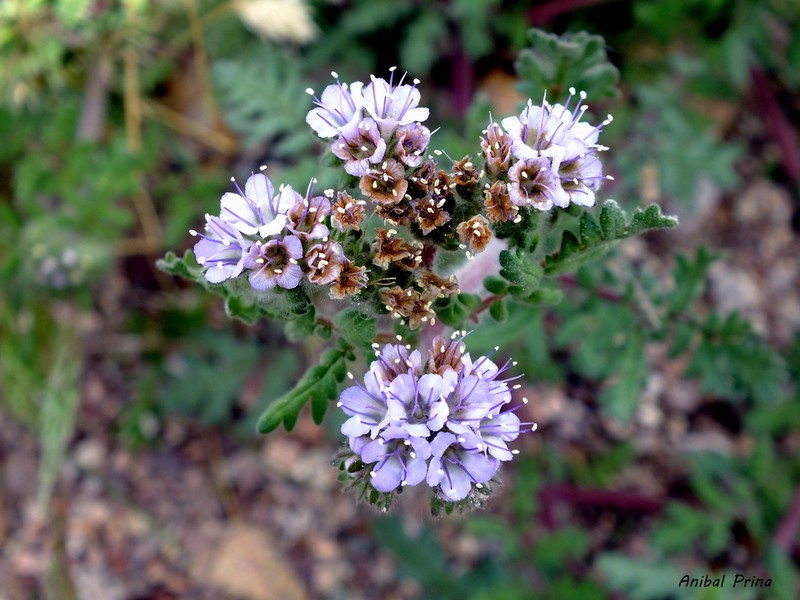 Phacelia artemisioides photo 4