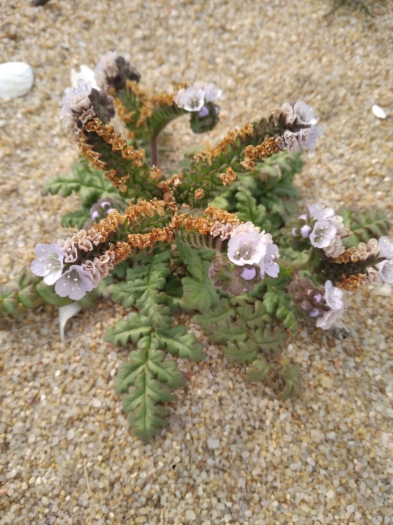 Phacelia artemisioides photo 5