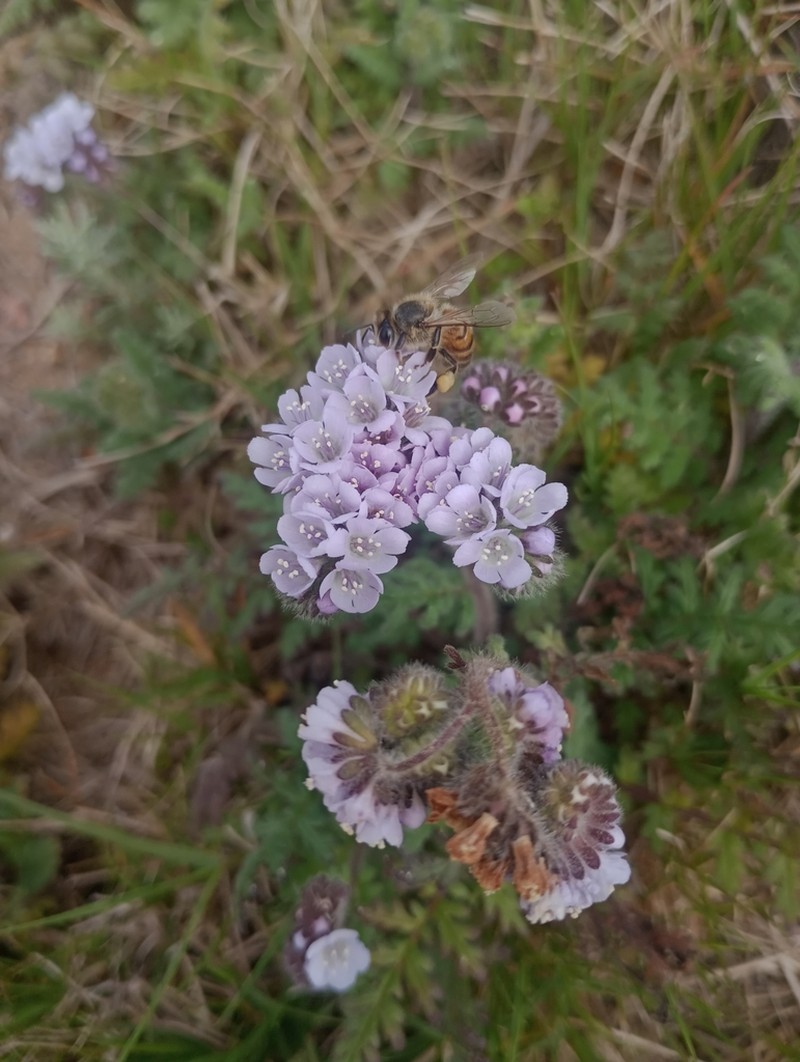 Phacelia artemisioides photo 6