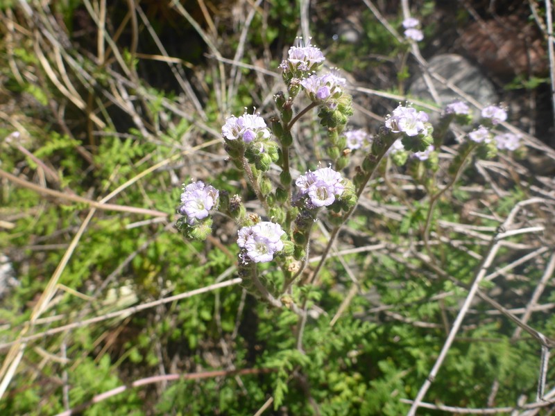 Phacelia artemisioides photo 7