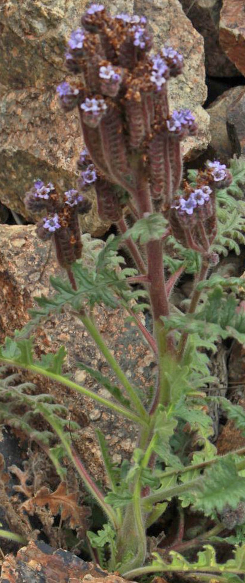 Phacelia artemisioides photo 8