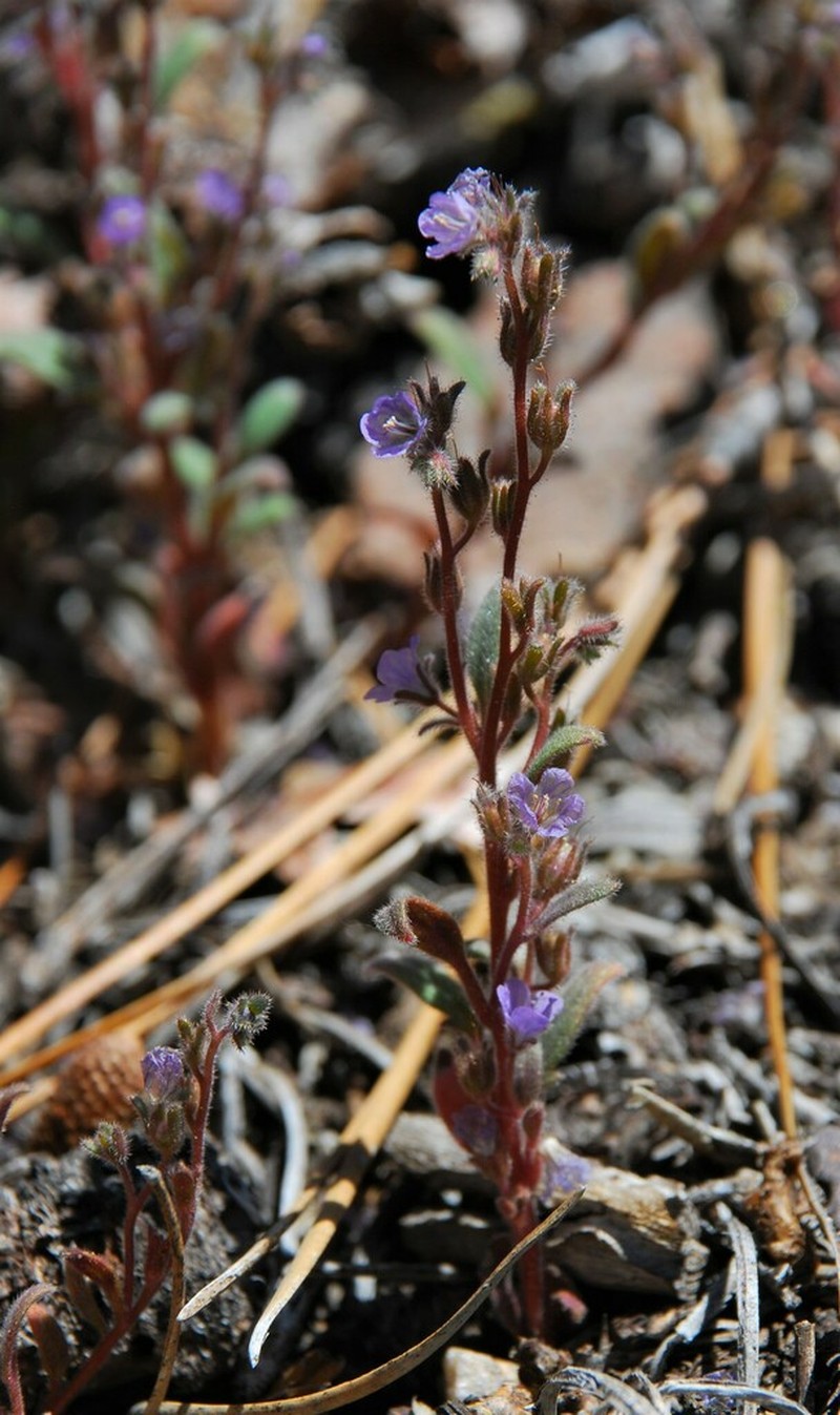 Southern Sierra Phacelia