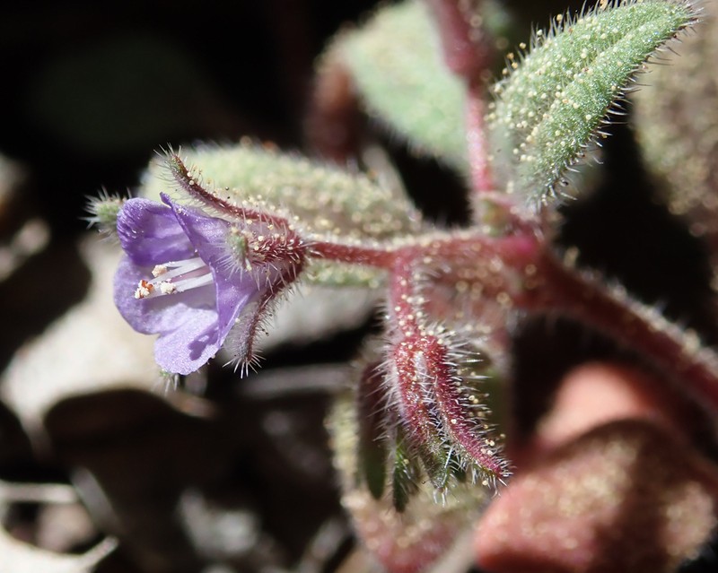 Southern Sierra Phacelia photo 2