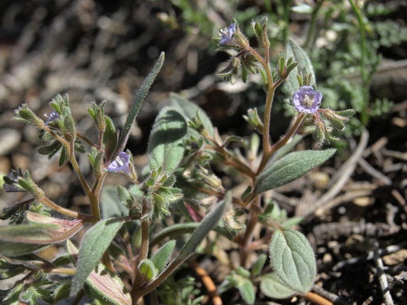 Southern Sierra Phacelia photo 3
