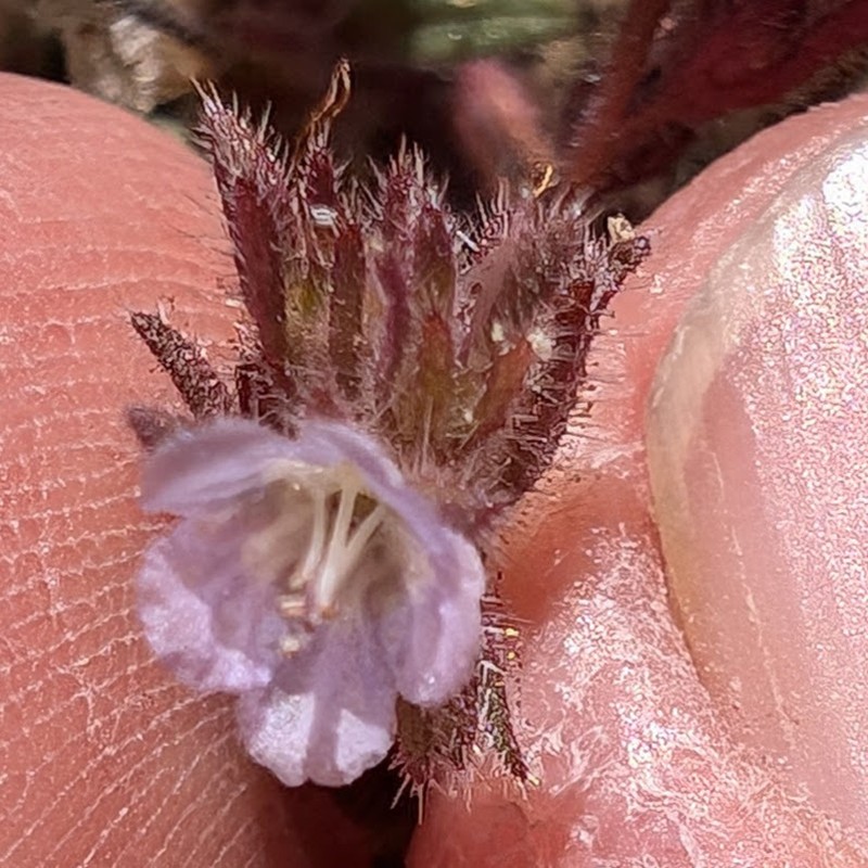 Southern Sierra Phacelia photo 4