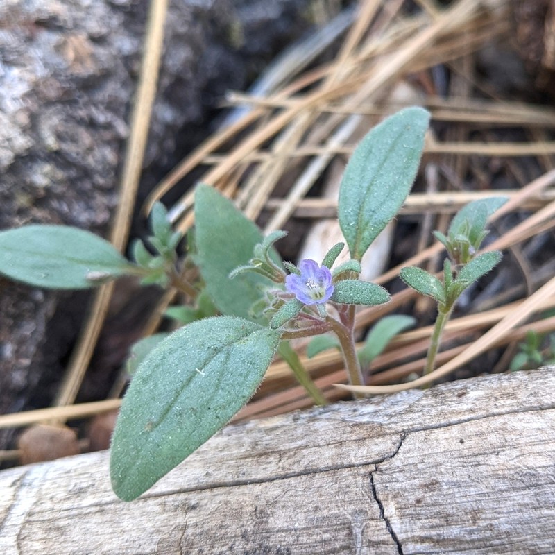 Southern Sierra Phacelia photo 5