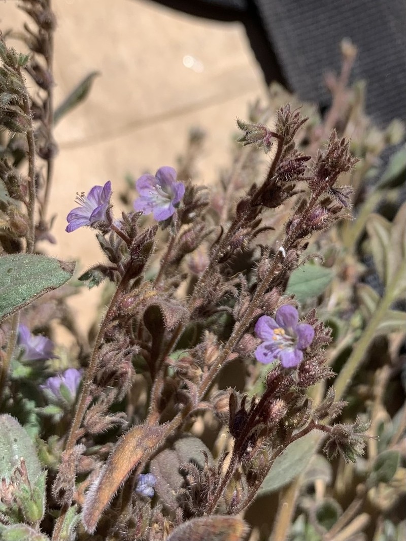 Southern Sierra Phacelia photo 6