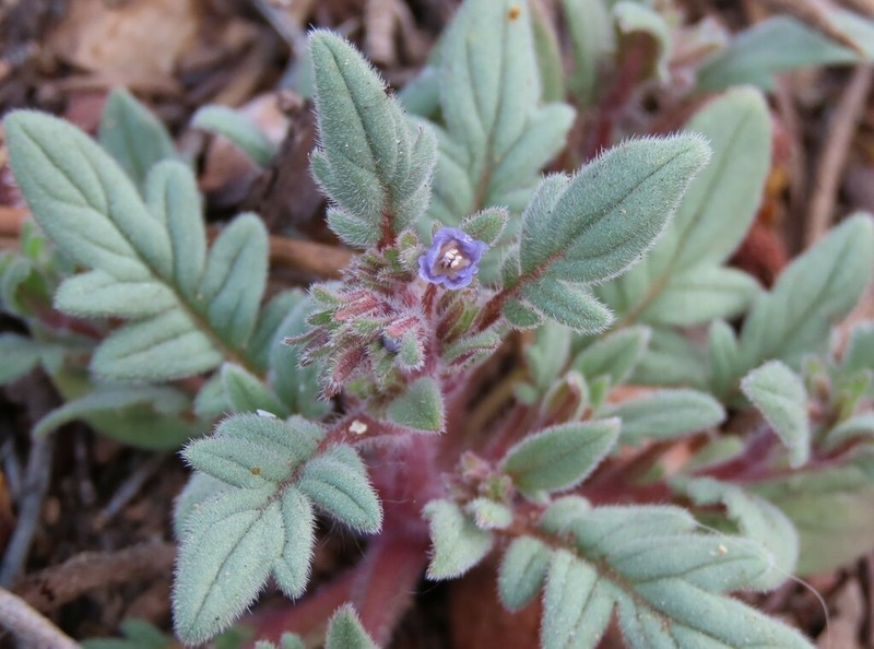 Southern Sierra Phacelia photo 7