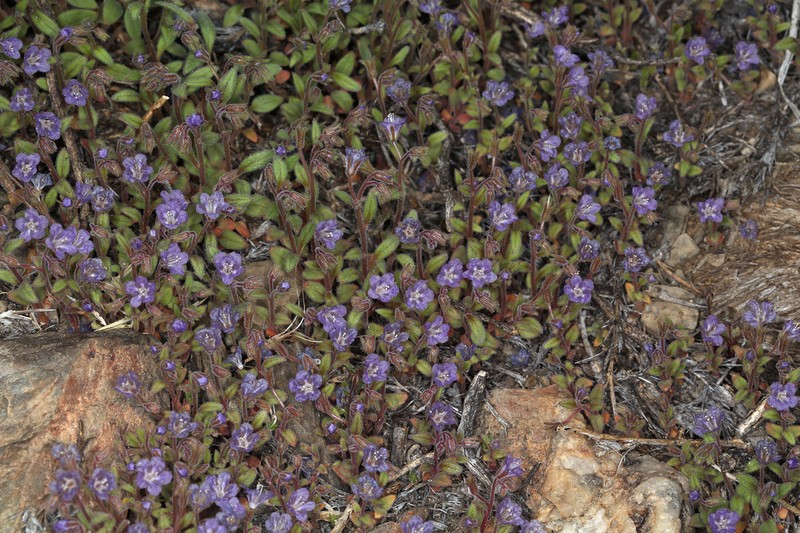 Southern Sierra Phacelia photo 8