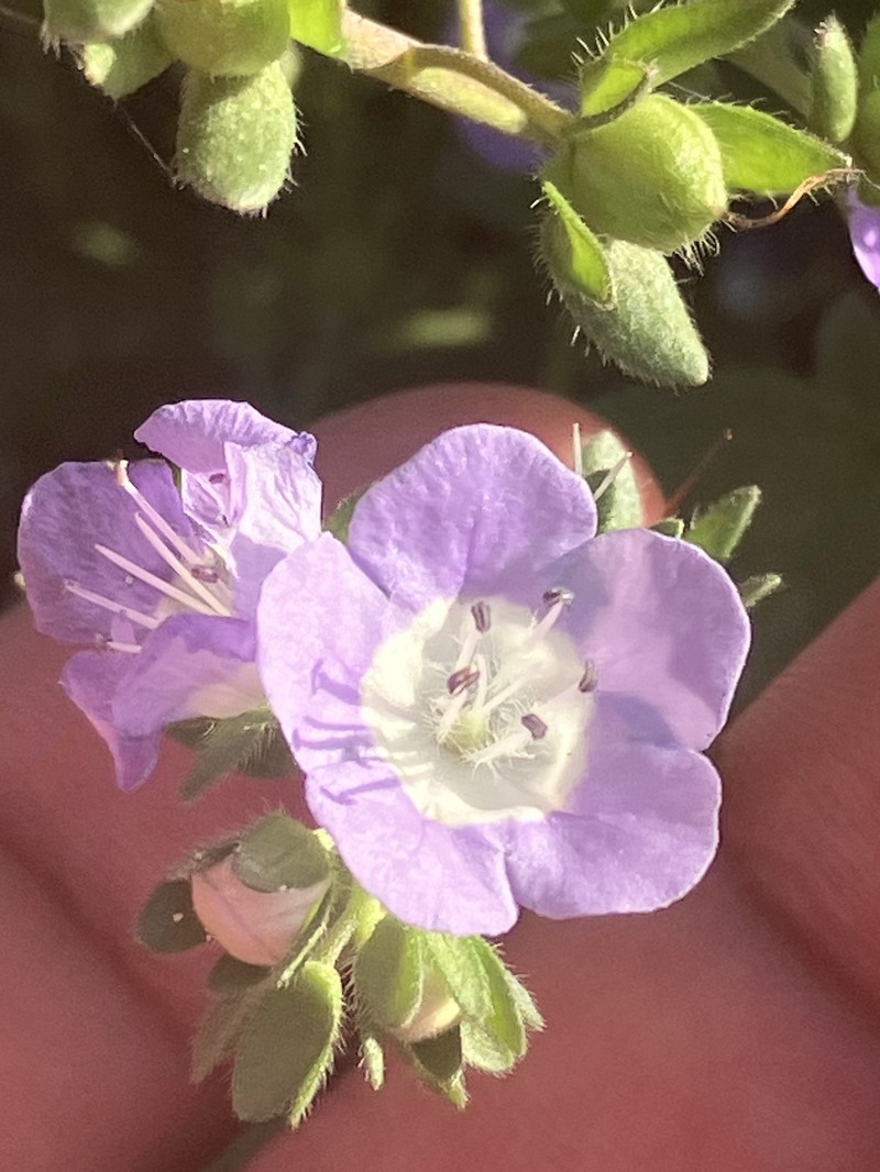 Phacelia austrotexana