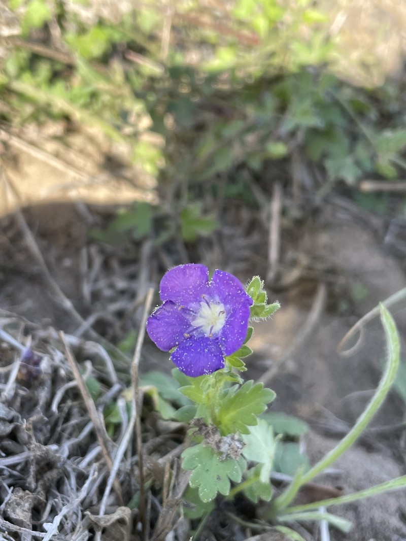 Phacelia austrotexana photo 2