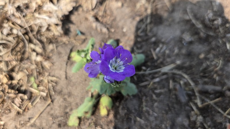 Phacelia austrotexana photo 3