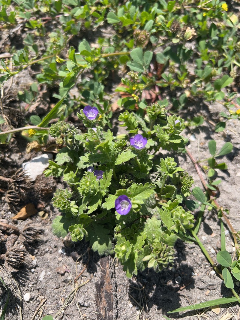 Phacelia austrotexana photo 4