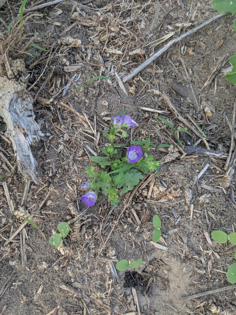 Phacelia austrotexana photo 5