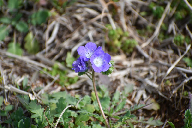 Phacelia austrotexana photo 6
