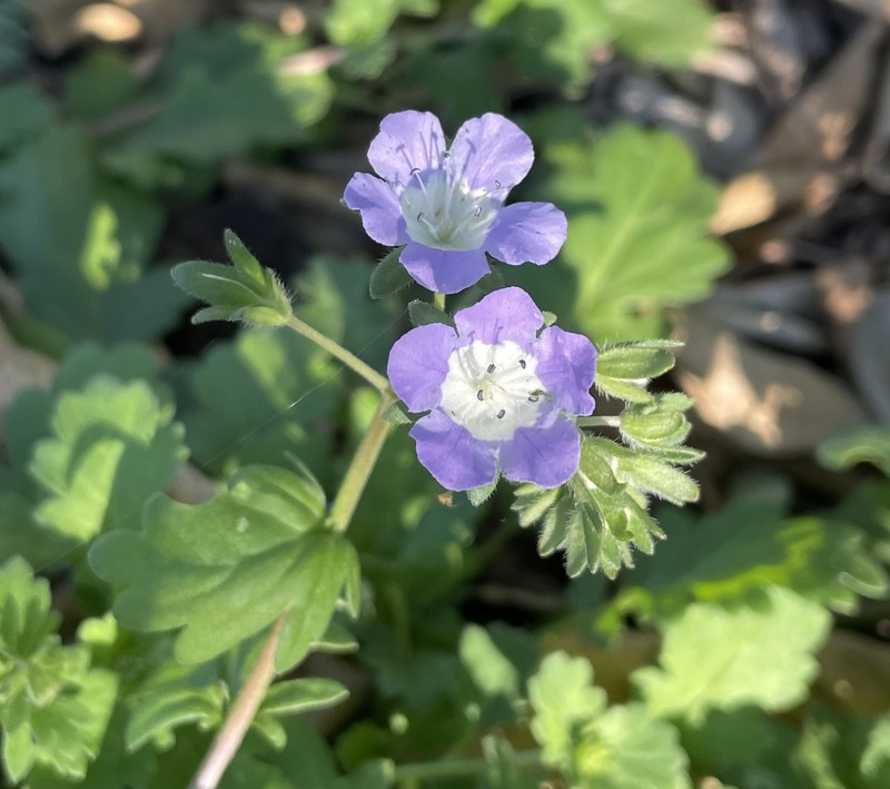 Phacelia austrotexana photo 7